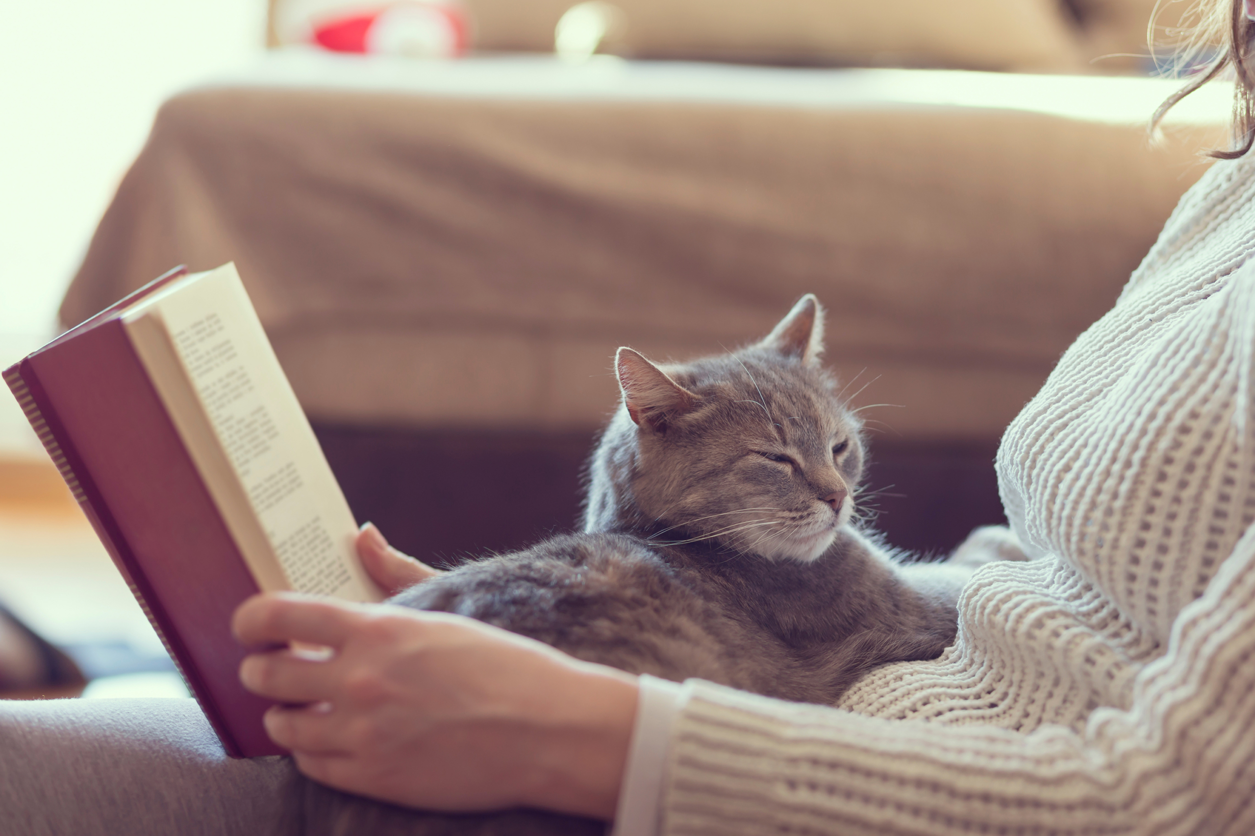 All the Reasons Your Fur Baby Is a Lap Cat | PawTracks