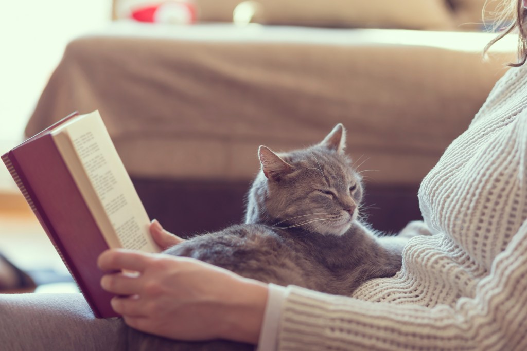 Cat sitting on someone's lap while they're reading