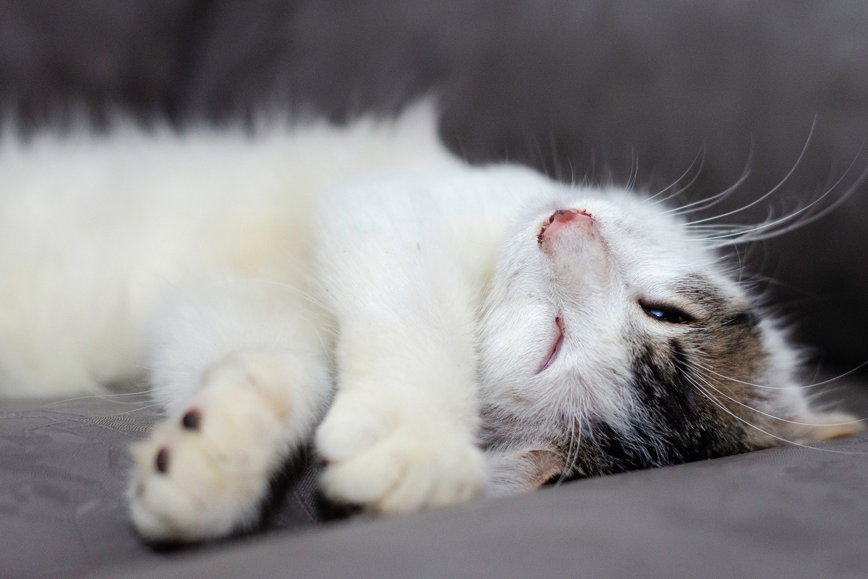 Why do cats cover their eyes when they sleep 1 Why Do Cat Sleep With Their Eyes Open? It&039s Creepy | PawTracks