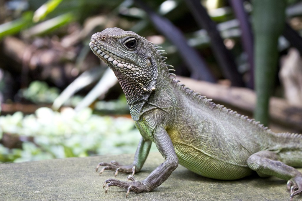 Chinese water dragon sitting on a rock