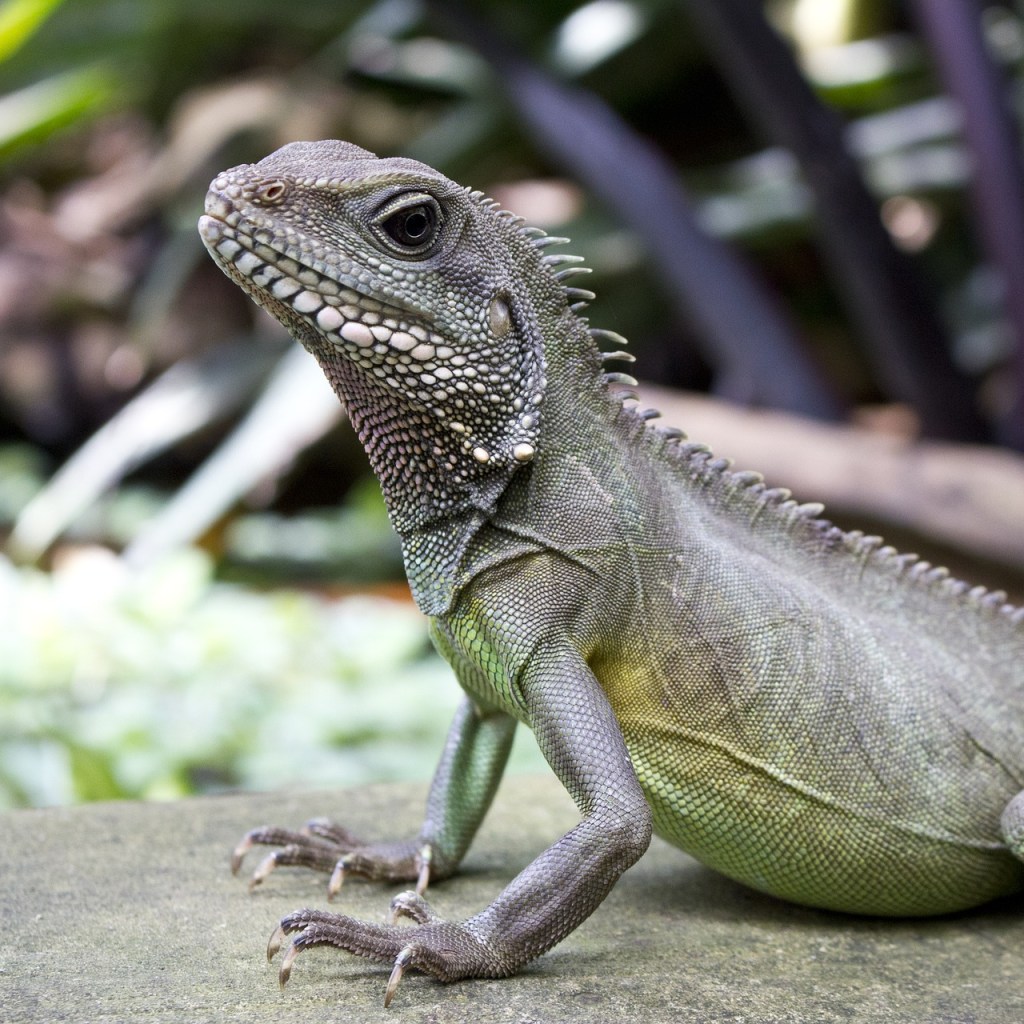 Chinese water dragon sitting on a rock