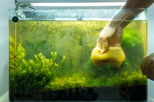 A hand and sponge wiping the side of a dirty green aquarium