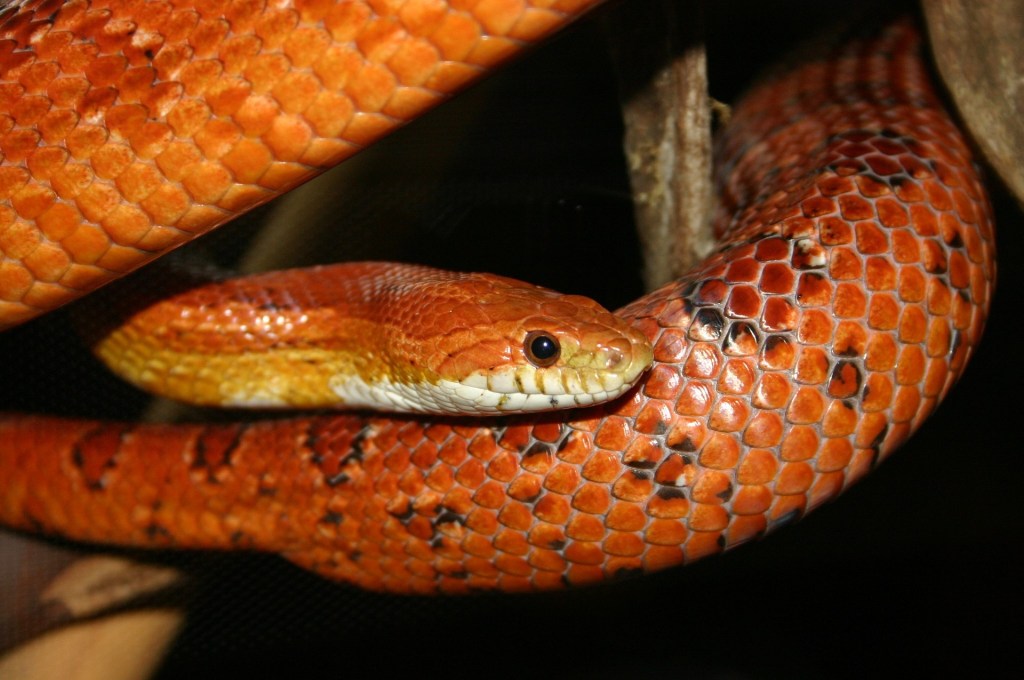 Corn snake wrapped around a piece of wood