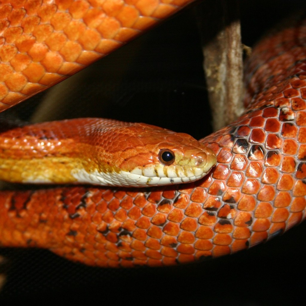 Corn snake wrapped around a piece of wood