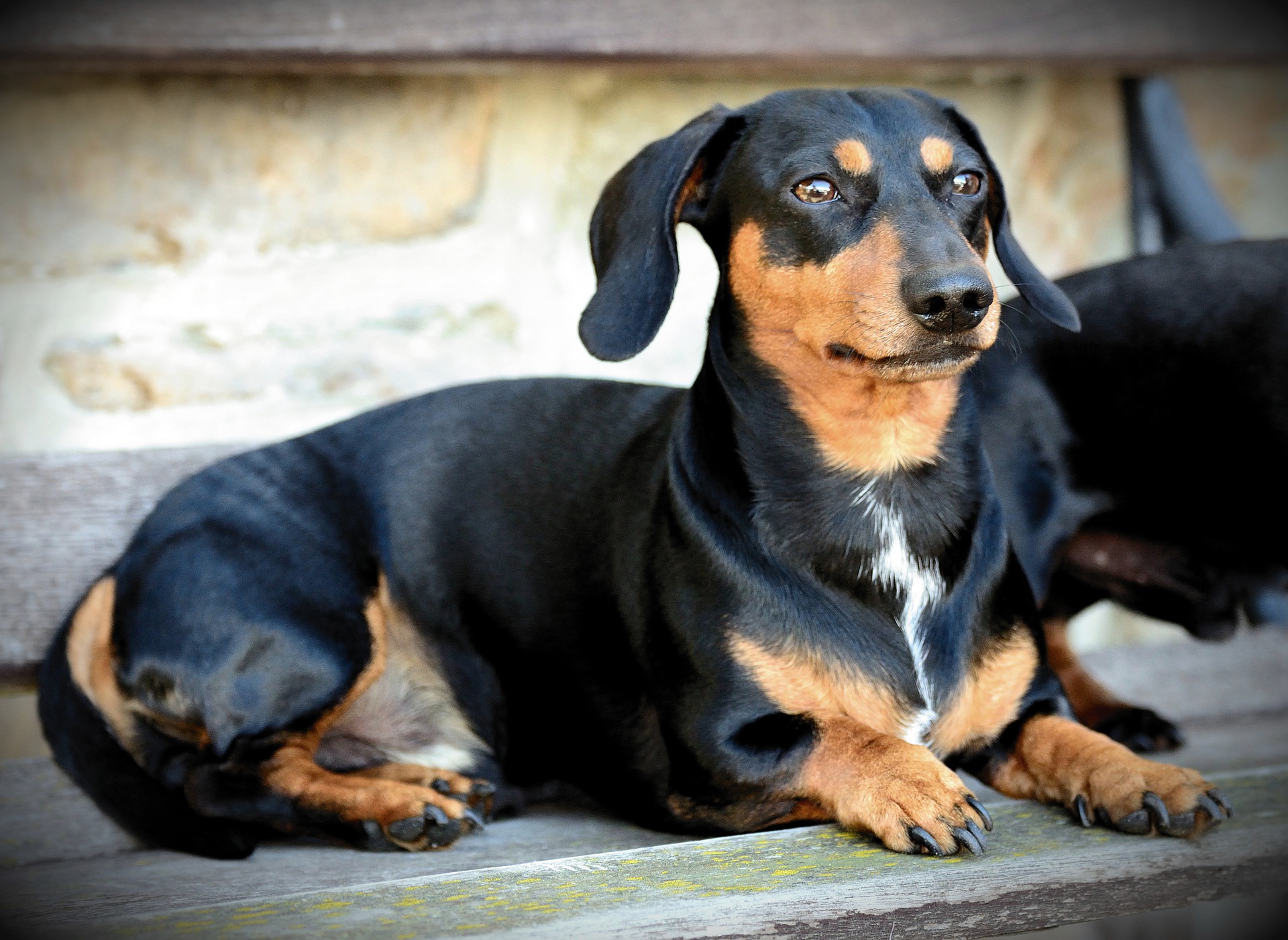 Black Dachshund lying on a bench outdoors