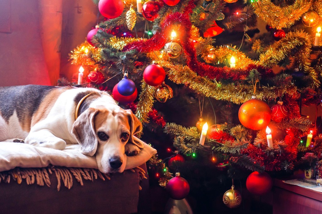 dog in front of a Christmas tree