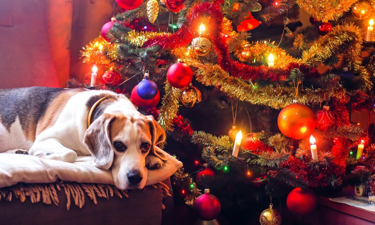 dog in front of a Christmas tree