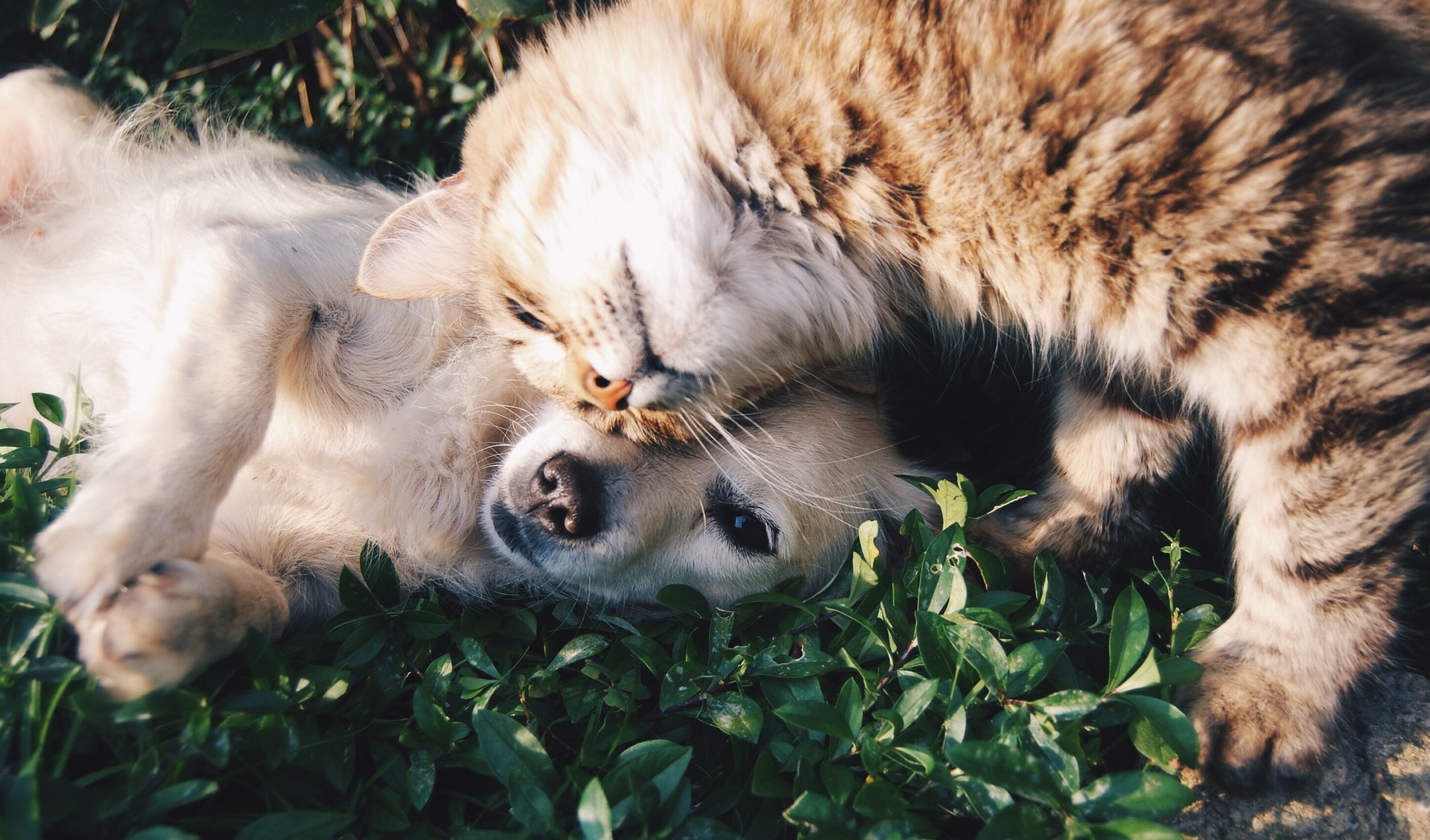 Šuo ir katė ant žemės kartu