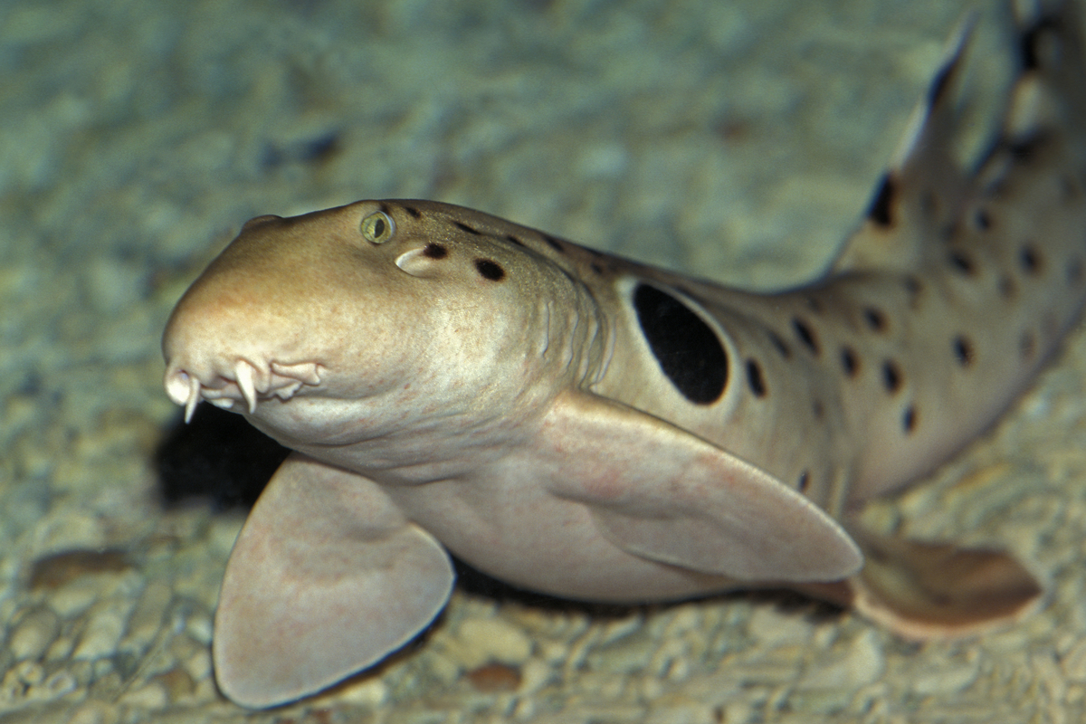 Epaulette shark swimming along an aquarium bottom