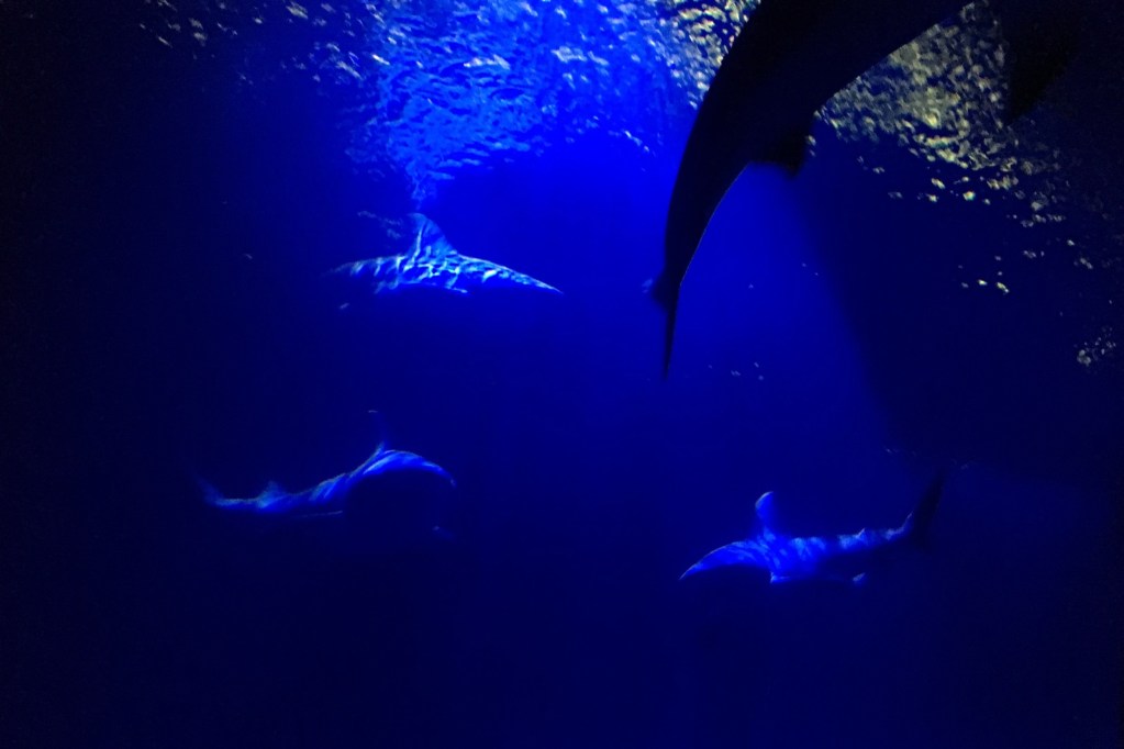 Sharks in an aquarium with blue light