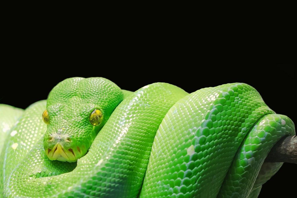Green snake curled up over a branch