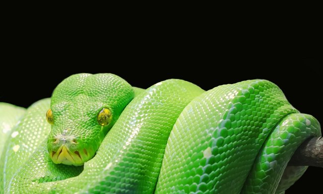 Green snake curled up over a branch