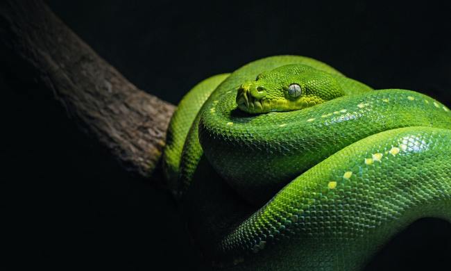 Green Tree Python draped over a branch