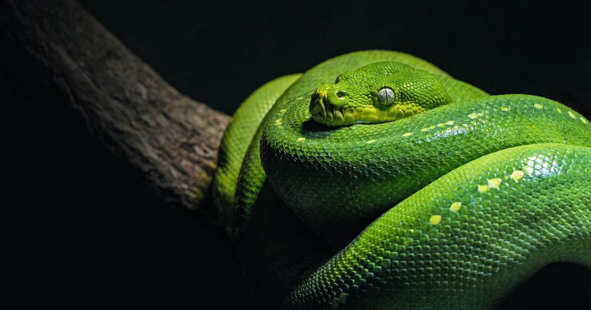 Build the Ultimate Snake Habitat That Your New Pet Will Love | PawTracks