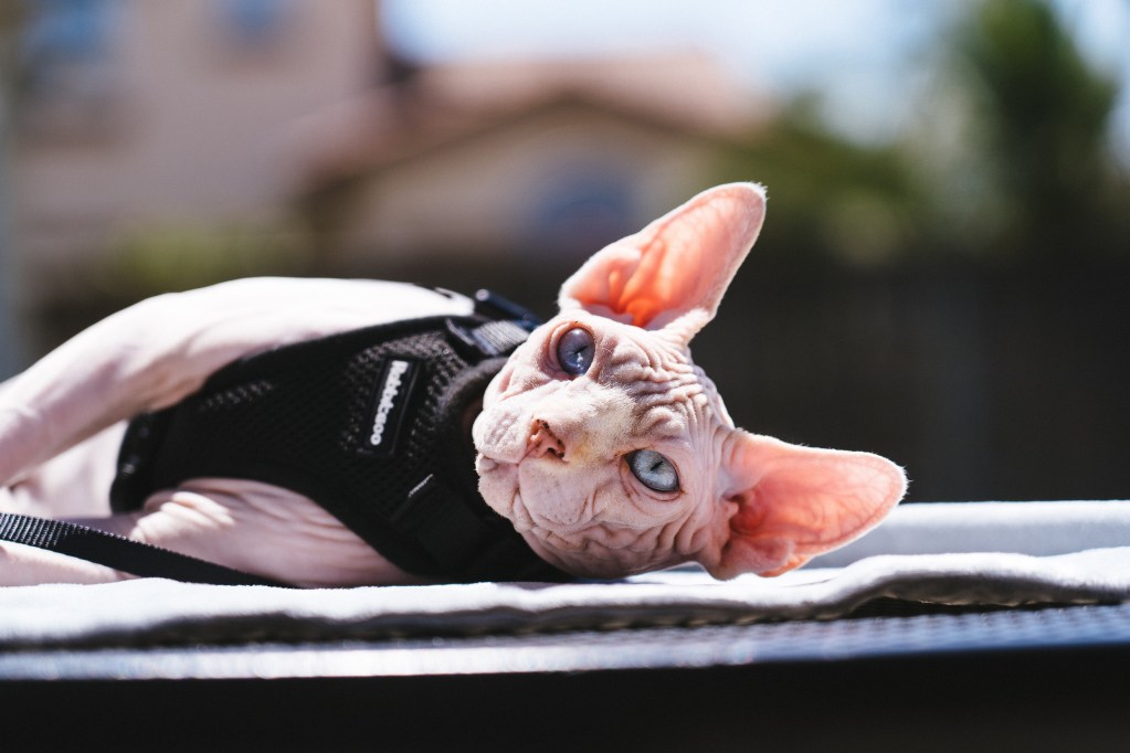 Hairless cat wearing a harness outside