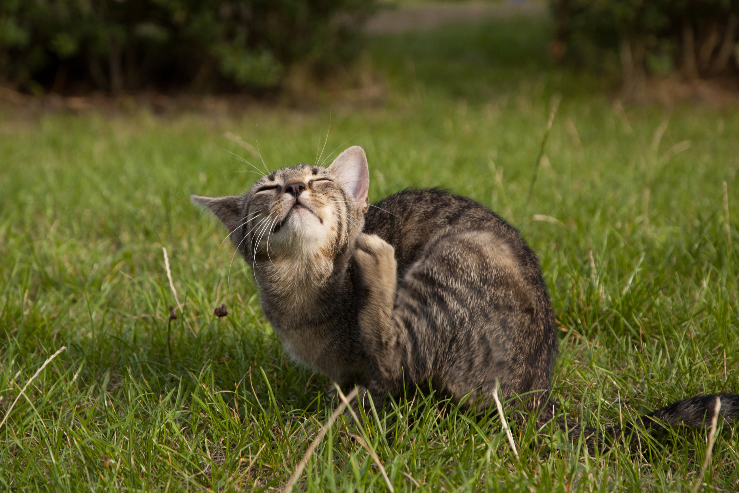 Pilkas tabby kačiukas kasosi kaklą