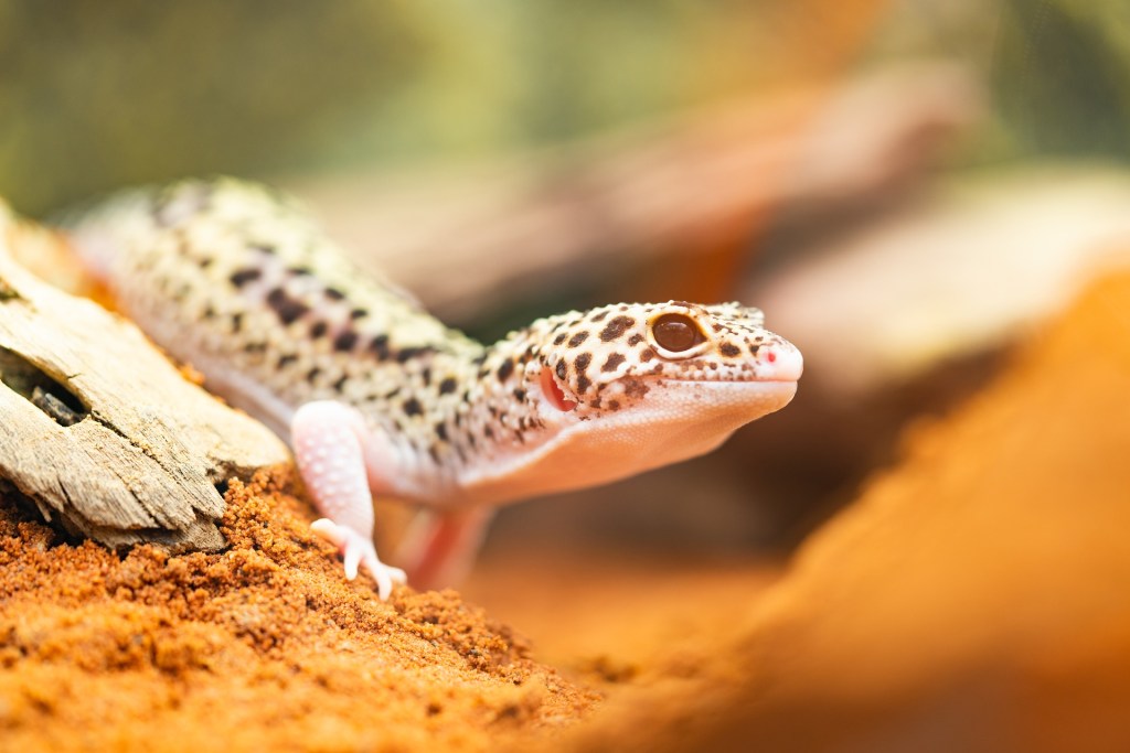 Leopard gecko crawling over a piece of wood