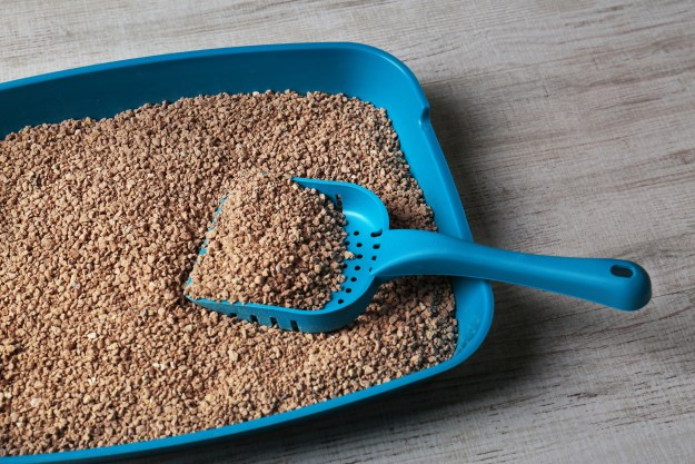 Blue litter box with scoop