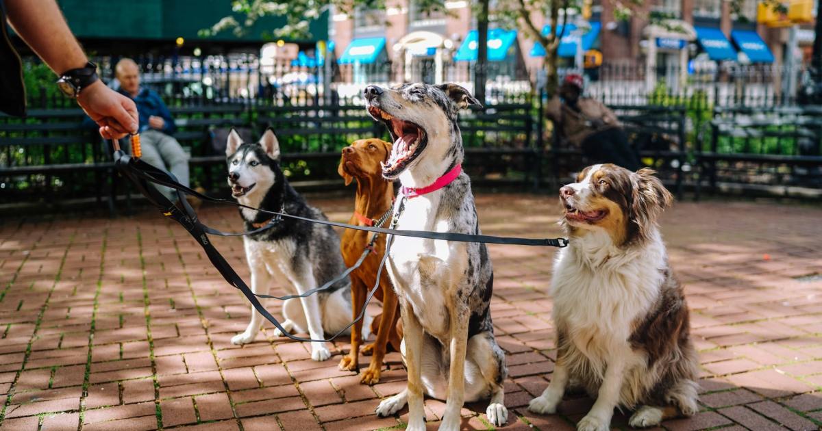 https://www.pawtracks.com/dogs/martingale-collar-for-dogs/
