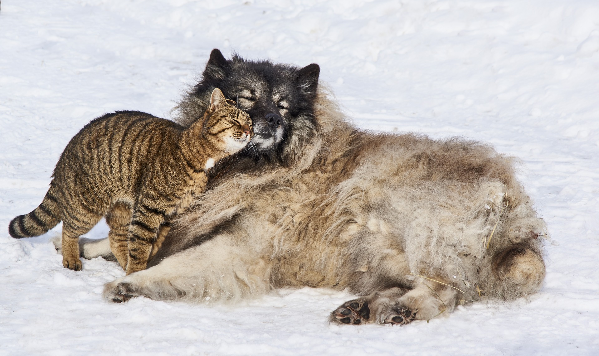 Cat leaning against a dog in the snow