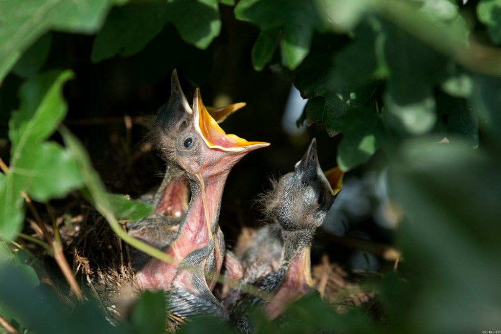 Hungry baby birds being fed in their nest