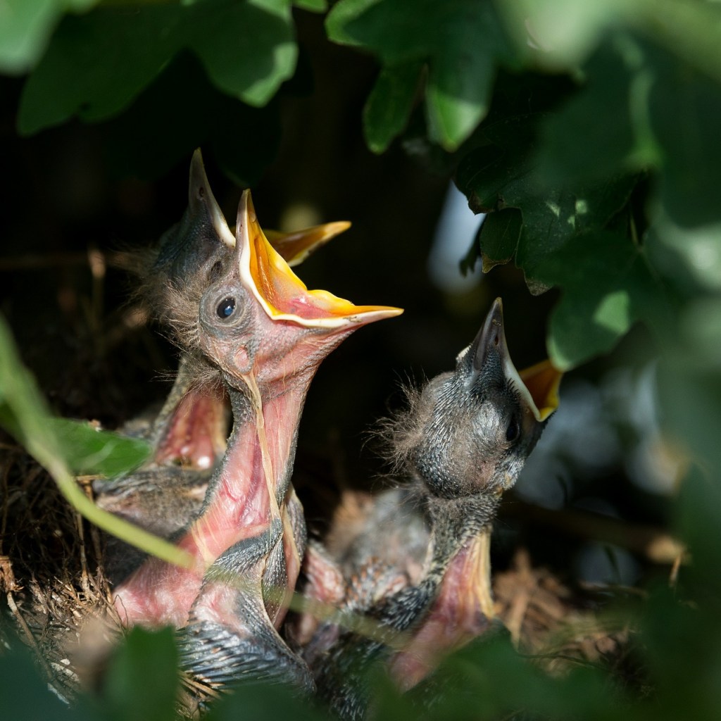 Hungry baby birds being fed in their nest