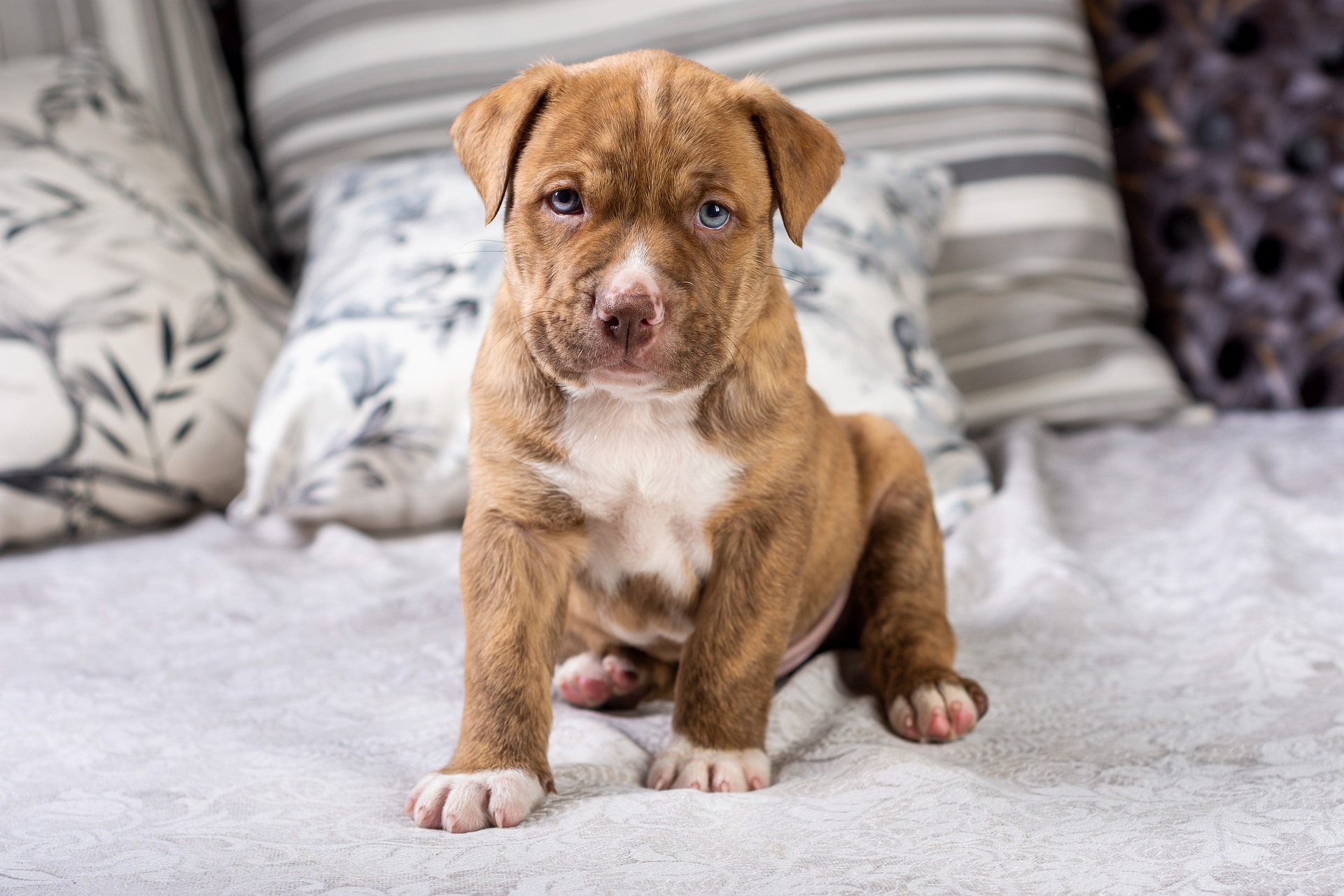 Pit Bull Puppy Care A Handy Guide For New Owners PawTracks pit-bull-puppy-care-a-handy-guide-for-new-owners-pawtracks