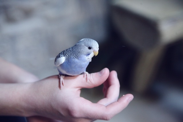 bird-resting-on-hand