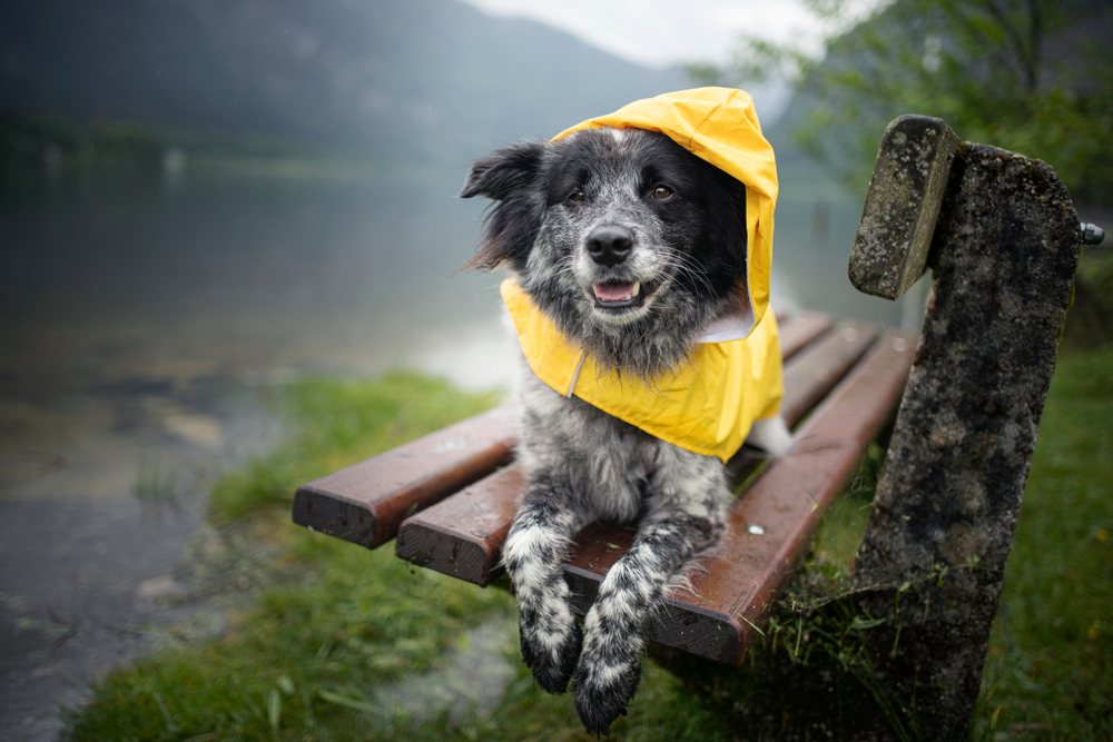 dog in yellow raincoat on bench