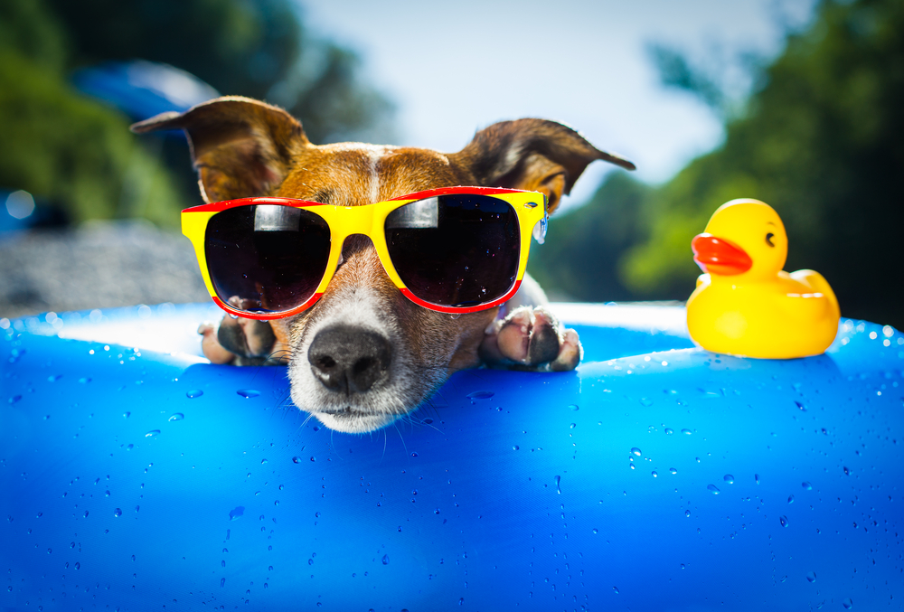 puppy in sunglasses on blue floatie