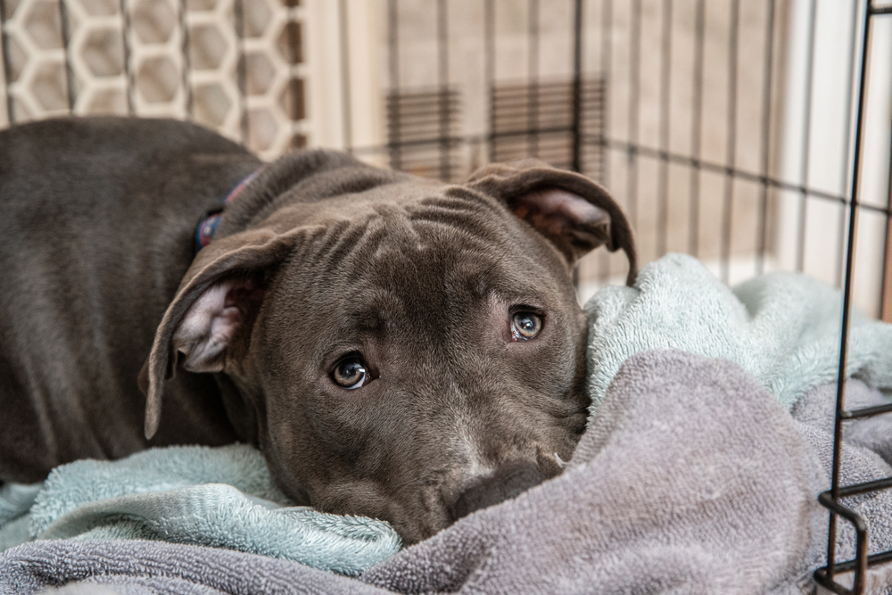 pit-bull-puppy-on-blanket-in-crate