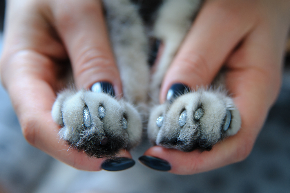 Gray cat paws and human hands