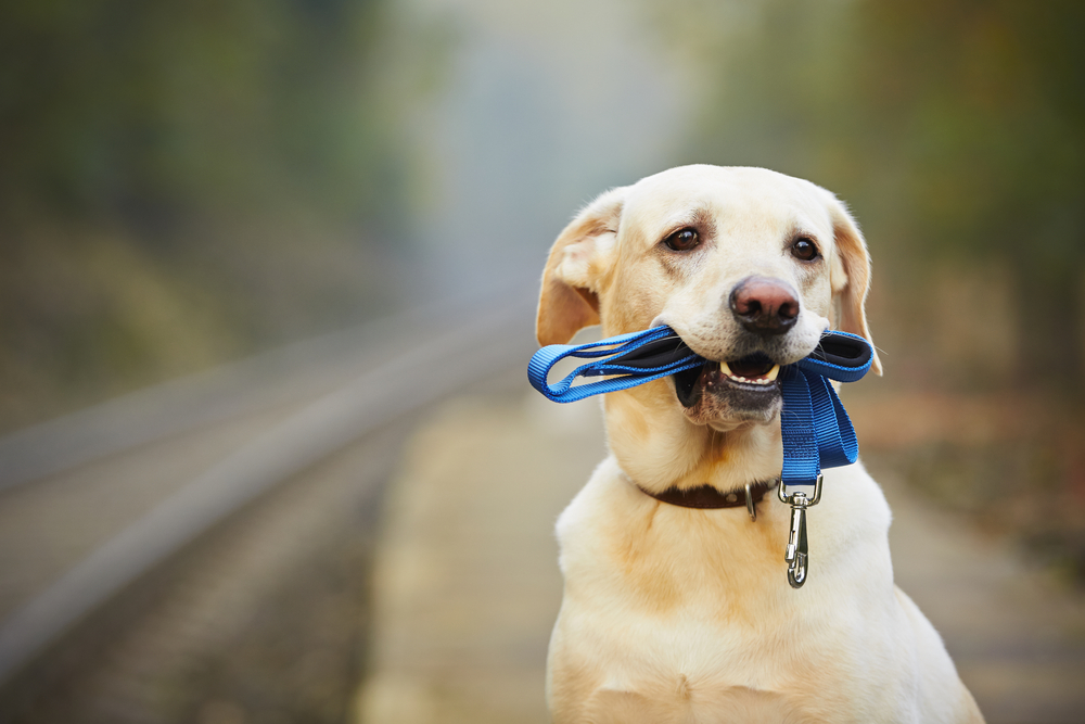 yellow lab holding blue leash