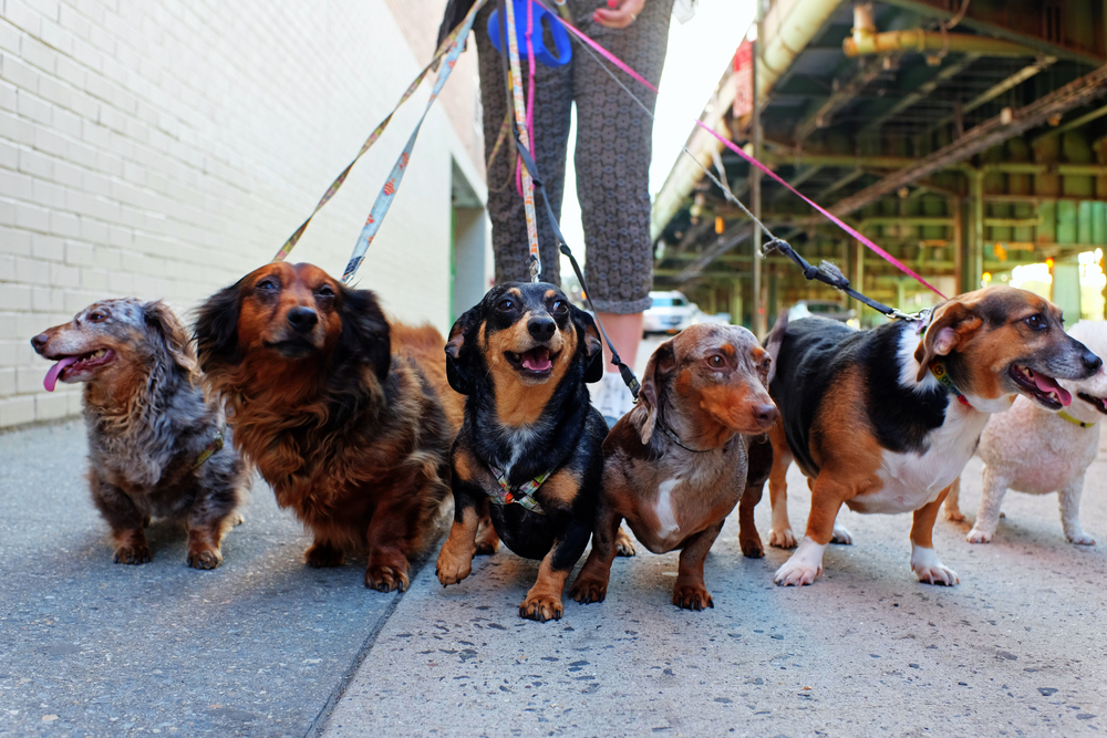 a pack of dachshunds on leashes