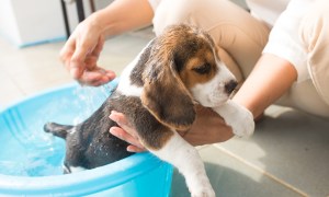 beagle puppy taking a bath
