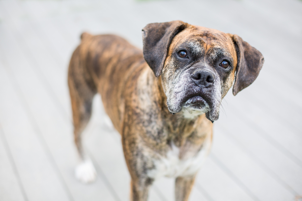 older brindle boxer on white deck