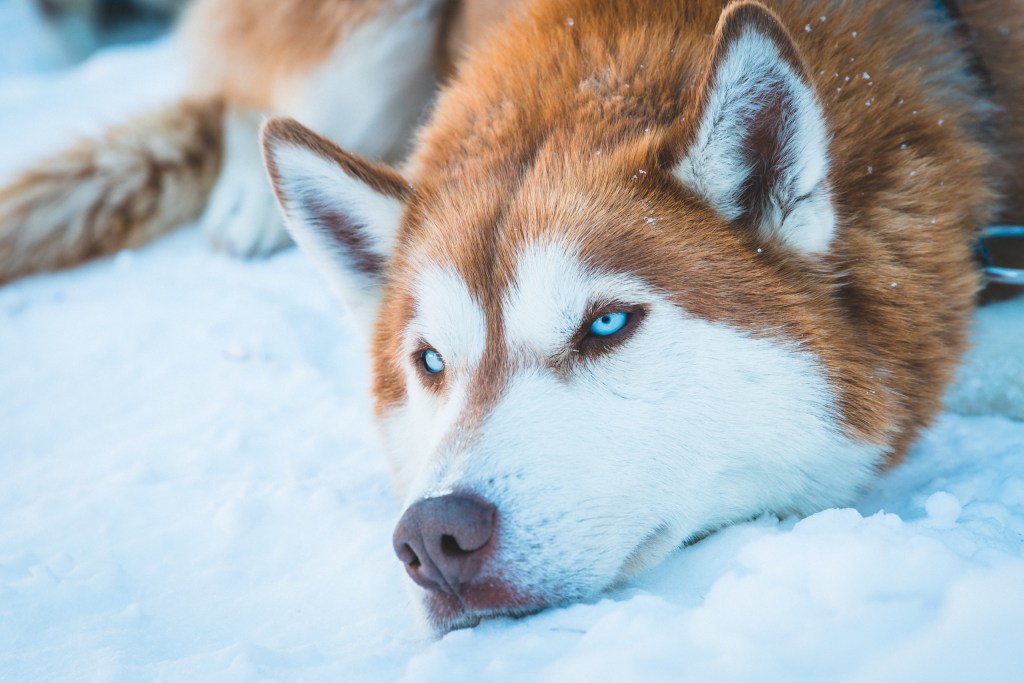 A red Siberian husky lying in the snow