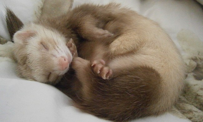 Ferret sleeping on a blanket