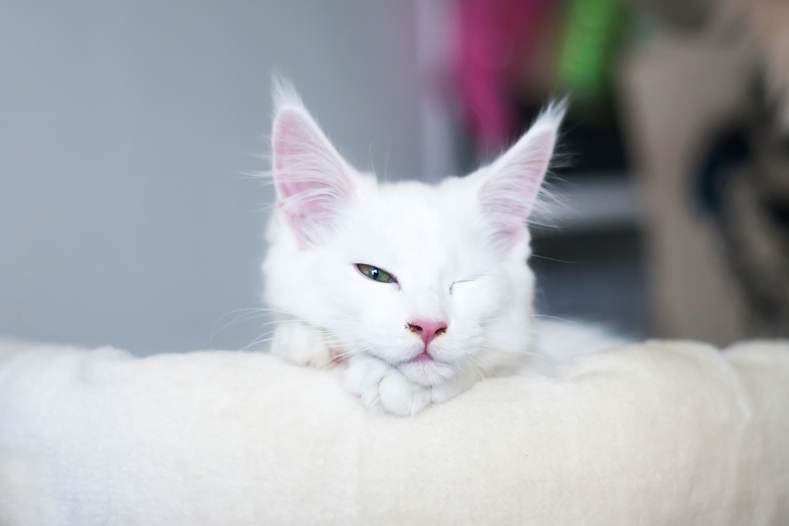 Why Do Cat Sleep With Their Eyes Open? It's Creepy | PawTracks