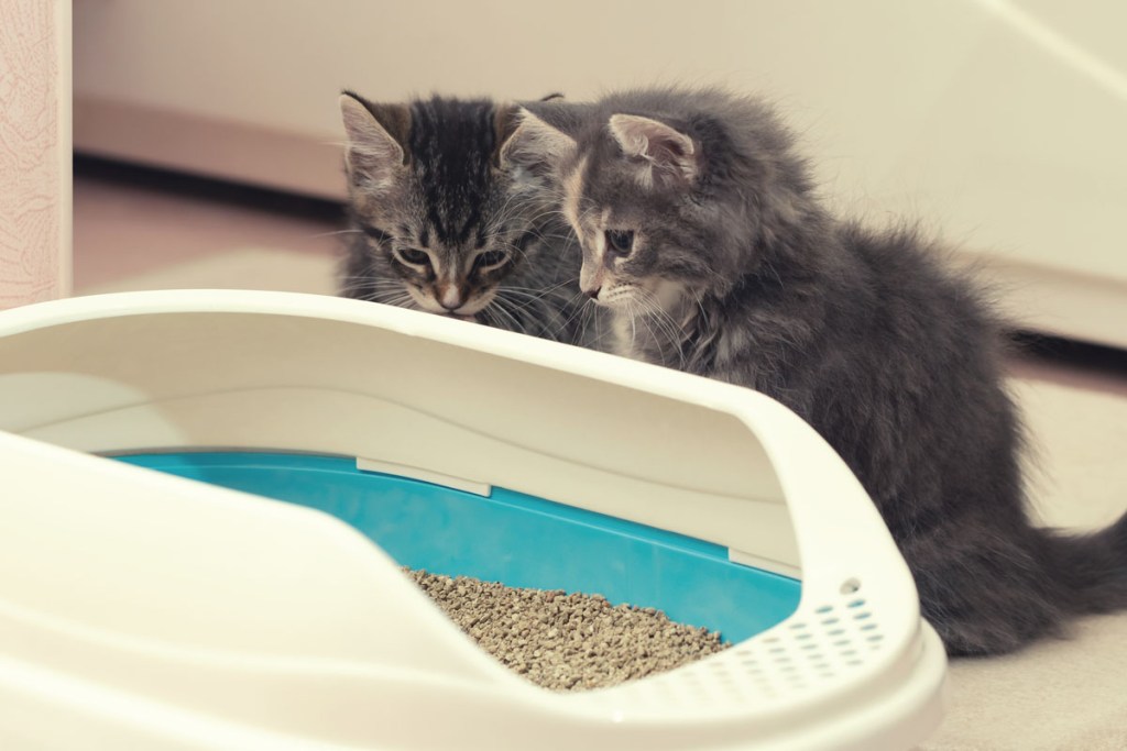 Two kittens next to their litter box