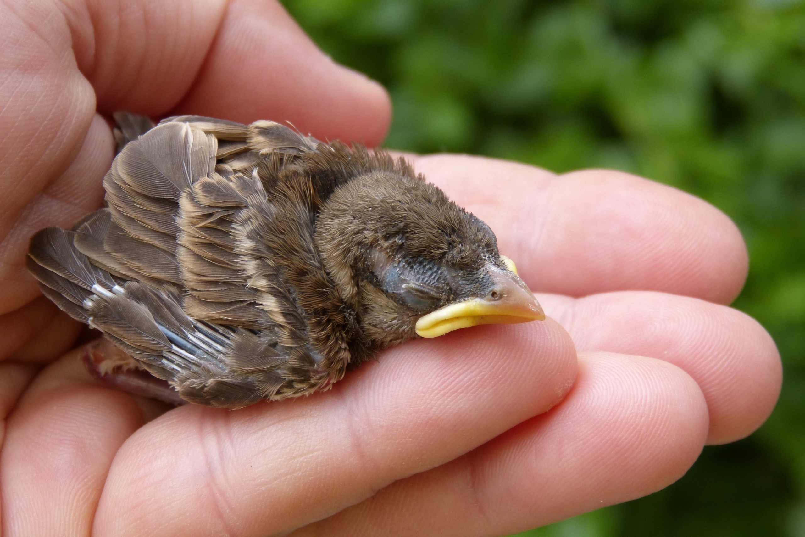Hand holds a fledgling baby bird in their hand
