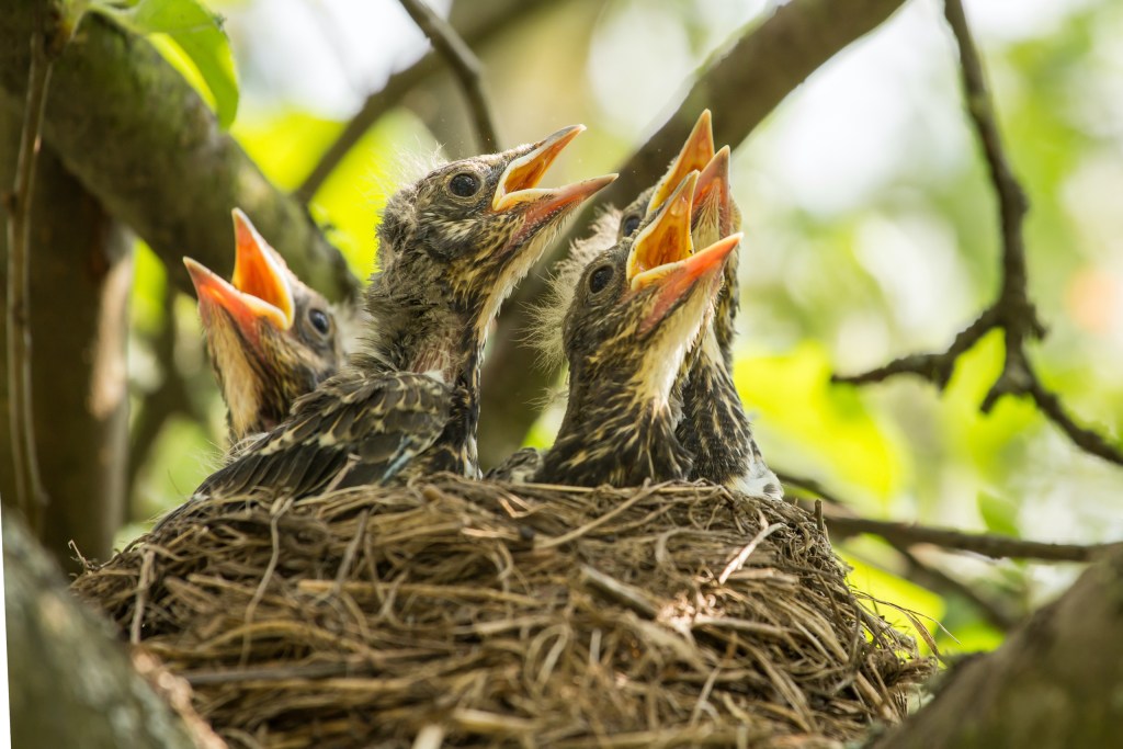 Five baby birds in a nest open their mouths for food