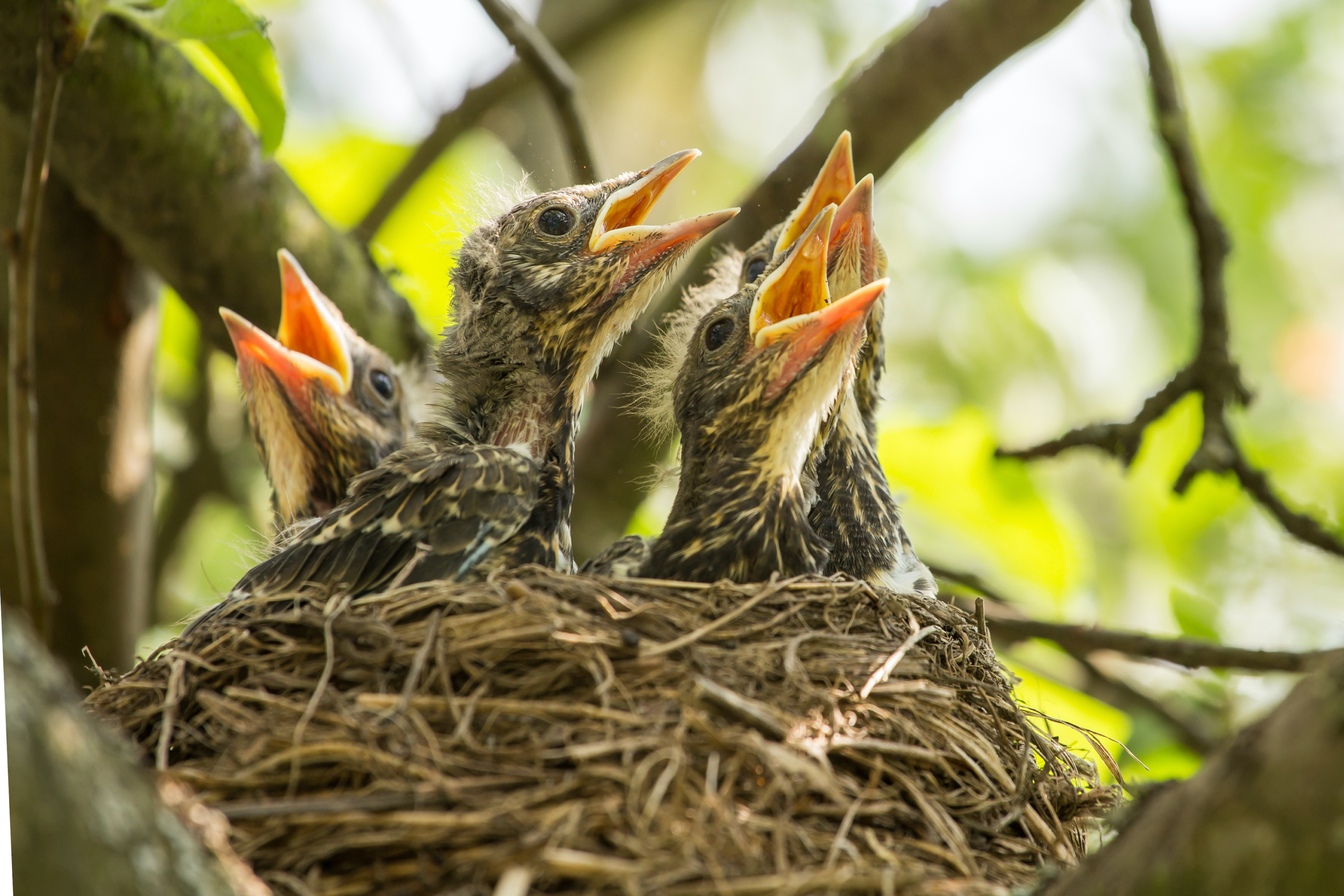 Most-Used Newborn Essentials - Eating Bird Food