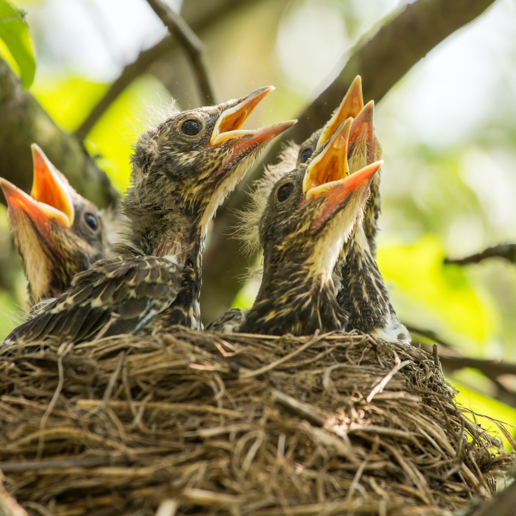 Five baby birds in a nest open their mouths for food