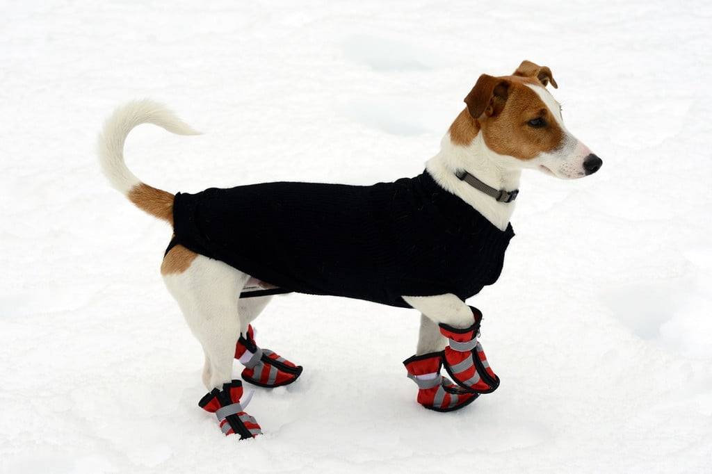 A dog wears booties in the snow