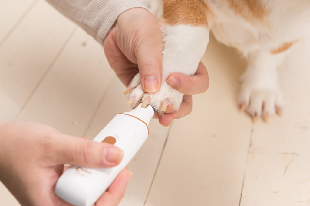 Follow These 5 Steps to Clip Your Dog's Nails With Ease | PawTracks