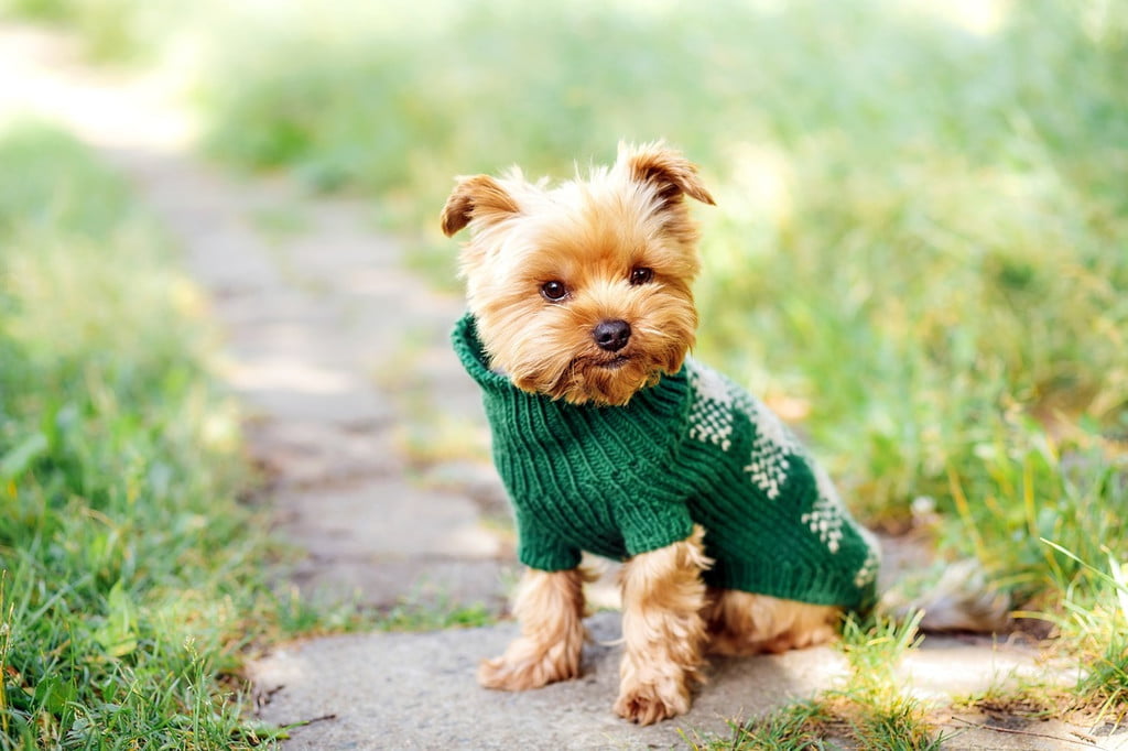 4 Steps for Making Dog Clothes Out of Baby Clothes PawTracks