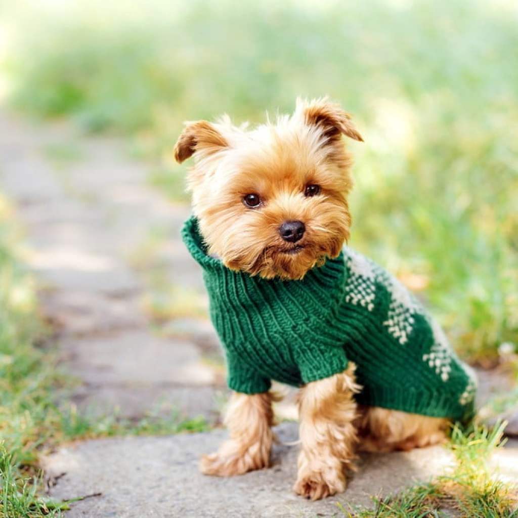 A small dog wears a sweater outside