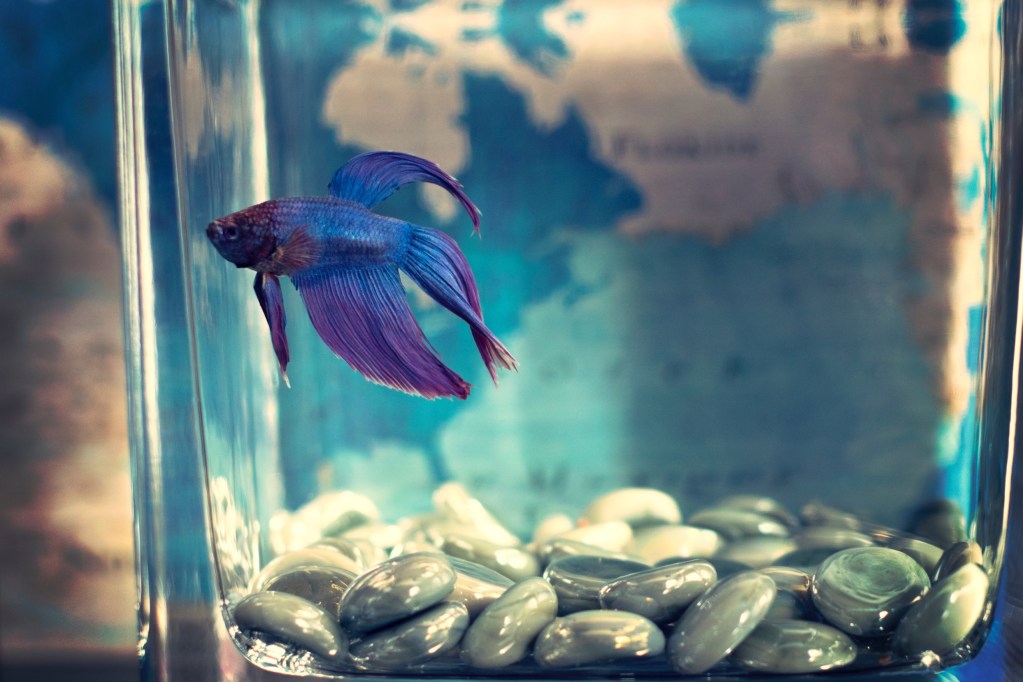 a blue betta fish swims in a small aquarium with rocks on the bottom