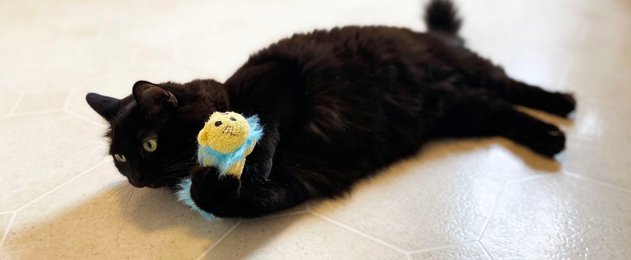 cat toy petmate review black spooky playing with lion
